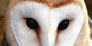 barn-owl-300×296