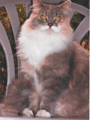 Puss in Boots, cat owned by Rachael Pruitt
