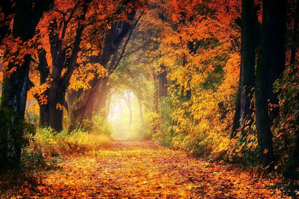 forest-autumn-path