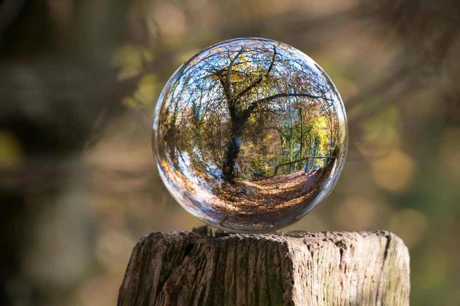 forest-crystal-ball